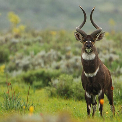 bale_national_parks_nyala-1024×546 1