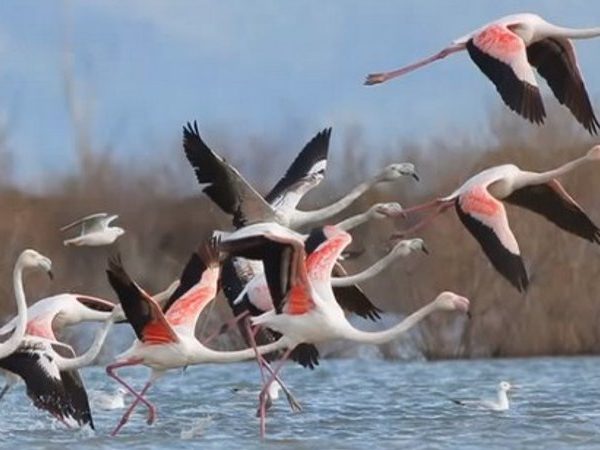 simien mountain birding